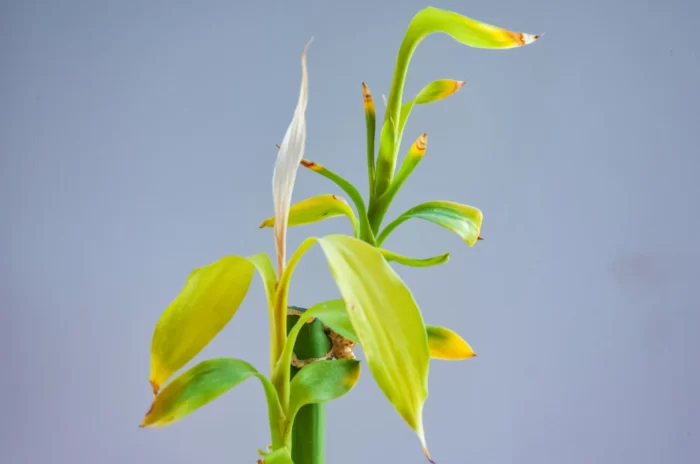 Can Yellow Bamboo Turn Green Again The Colorful Mystery Garden Go Time Can Yellow Bamboo Turn Green Again The Colorful Mystery Garden Go Time