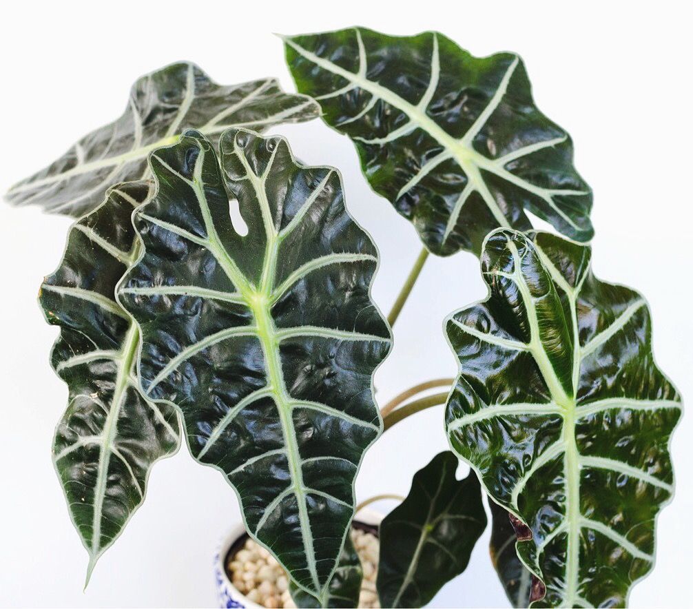 Alocasia Amazonica Care: The Ultimate Guide to caring for your plant ...