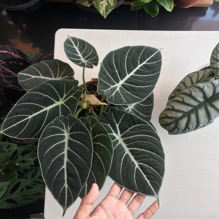 Alocasia Black Velvet Care Guide – All You Need To Know