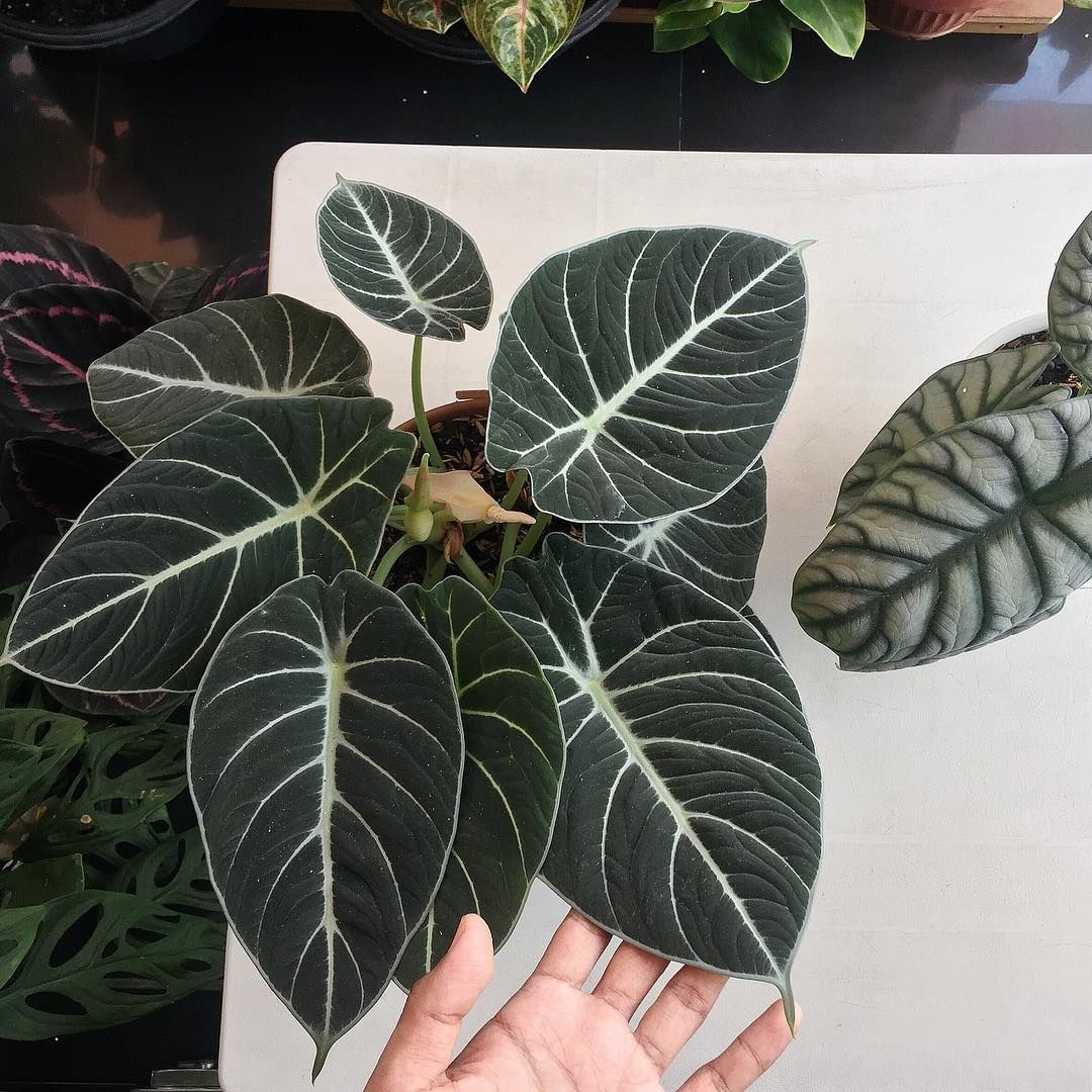 alocasia black velvet care guide - all you need to know - garden