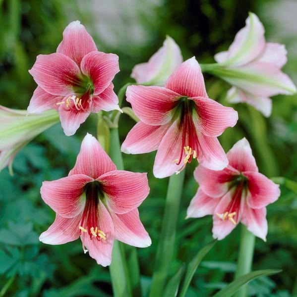 The Best Way To Grow Amaryllis Hippothamus From Seed