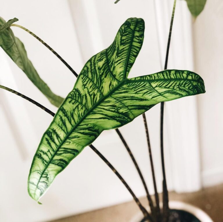 Alocasia Zebrina Care: How To Take Care of This Exotic Looking Houseplant