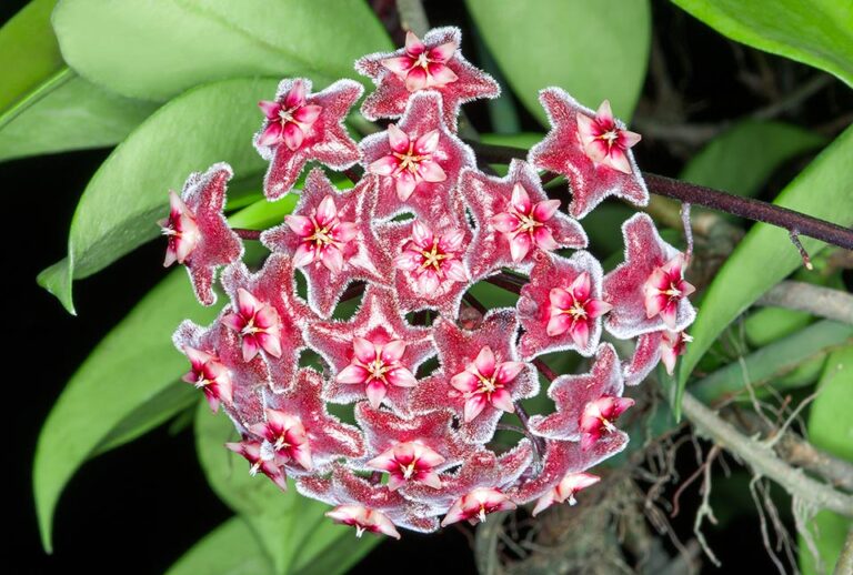 Hoya Pubicalyx Care: A Guide to Caring for Your Hoya Plant