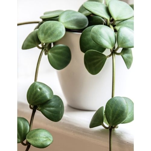 Peperomia Hope Care: Beautiful, Simple and Effective - Garden Go Time