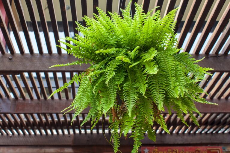 Can I Grow Ferns in Water Only – Gardening Hacks