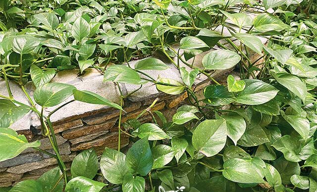 Pothos plants growing in the garden