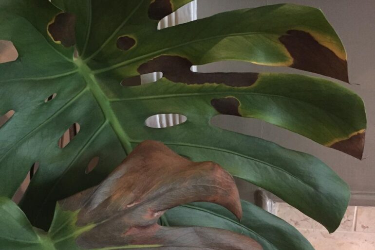 Bacterial Black Leaf Spot Occurs On Monstera Plants Archives Garden