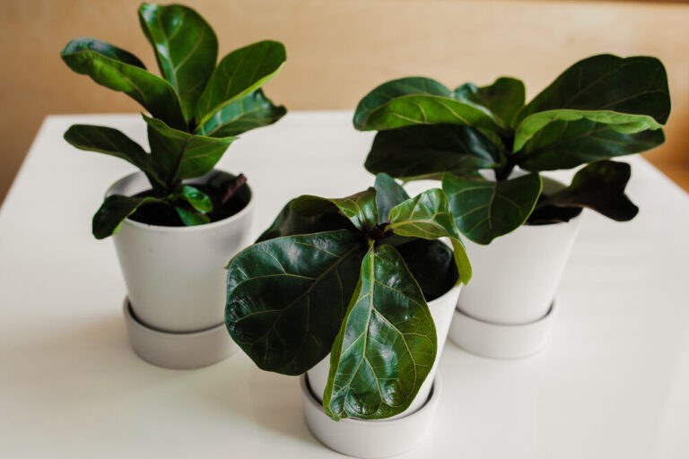 How To Clean Fiddle Leaf Fig Leaves: The Lowdown