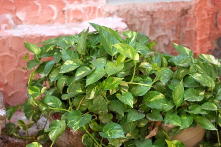 How To Make Pothos Fuller: Steps For New Growth