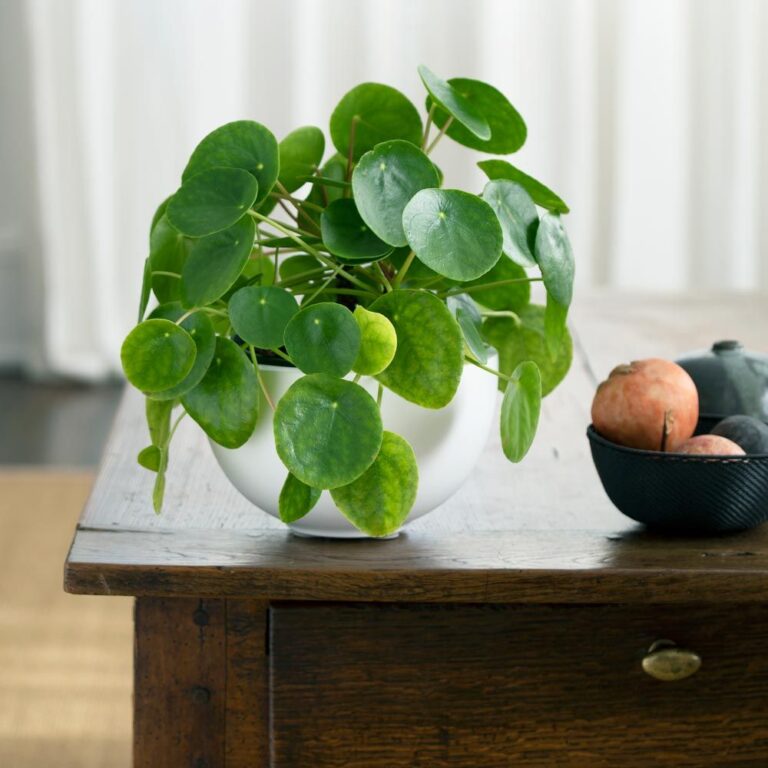 Pilea Peperomioides Broken Stem: What To Do About It