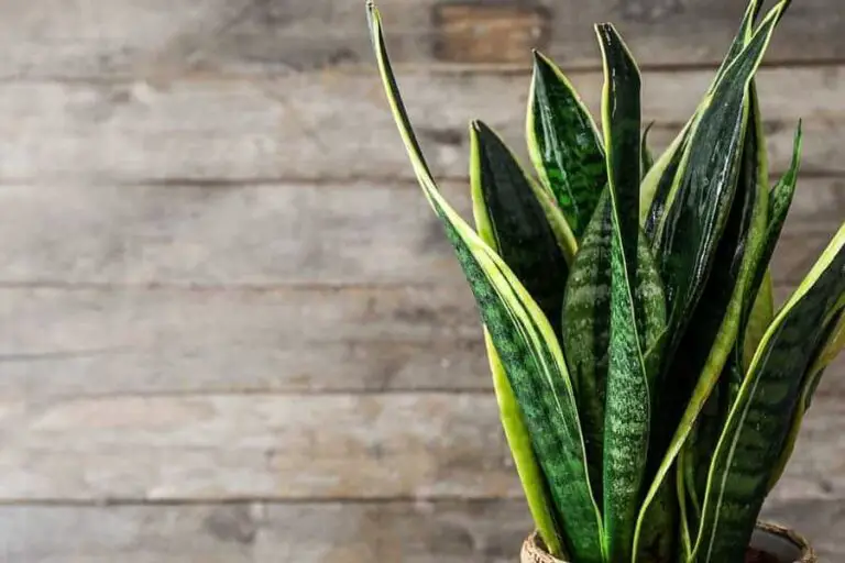 Snake Plant Leaves Curling: What is the Cause and How to fix it