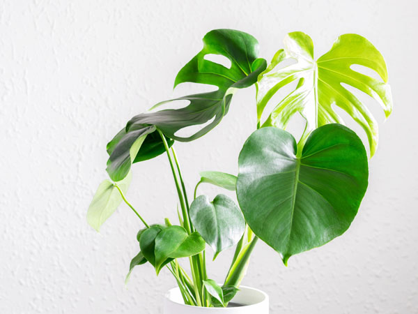 When Do Monstera Leaves Split: What You Need To Know