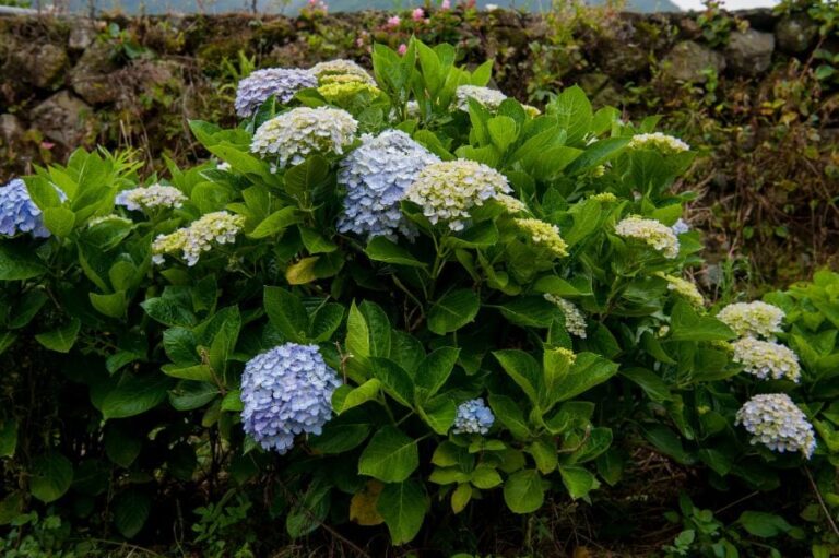 Why is my Hydrangea Wilting? Let’s Save It!