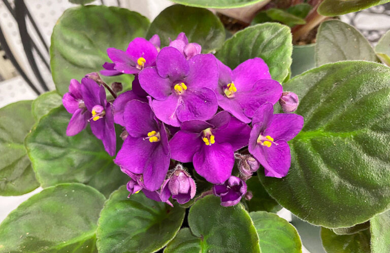 Mini African Violet Care – Tips For Growing Your Plant