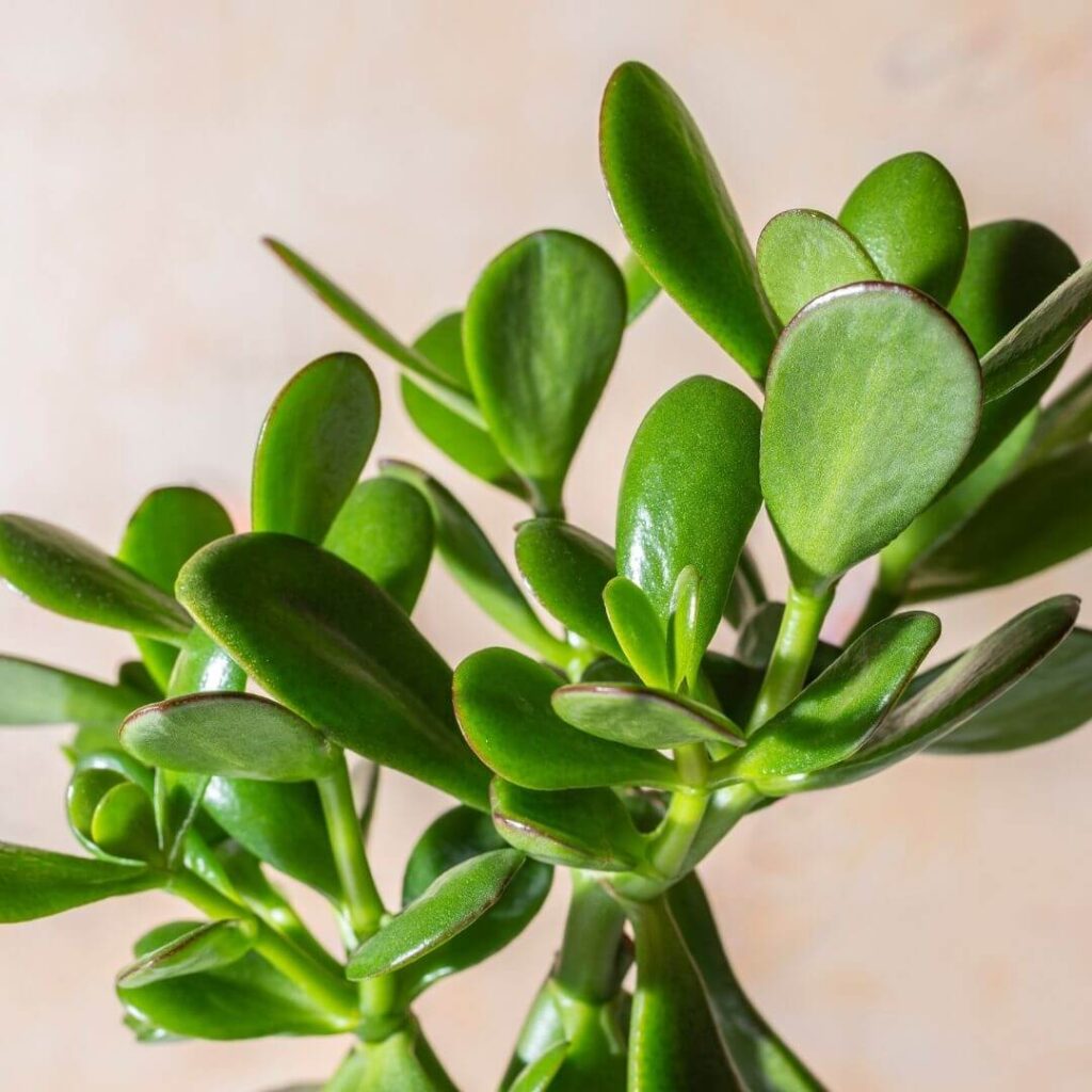 Jade Plant Dropping Leaves? Reasons Why - Garden Go Time