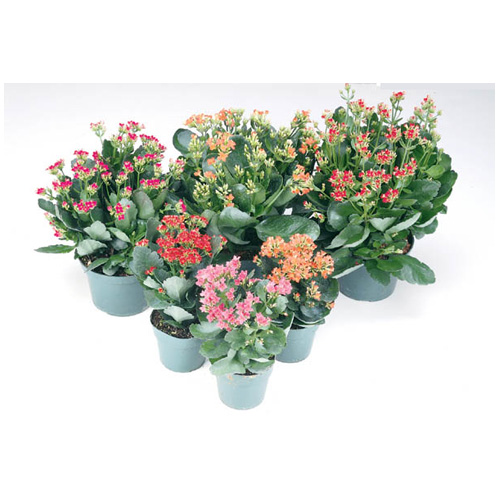 Mini Kalanchoe Care – A Tropical Plant That Thrives In The Sun - Garden ...