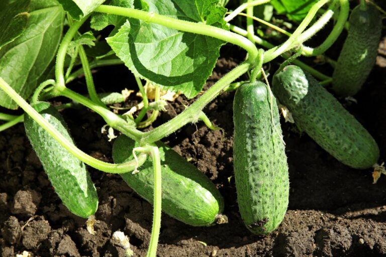Cucumber Plant Fertilization – When and How to Fertilize