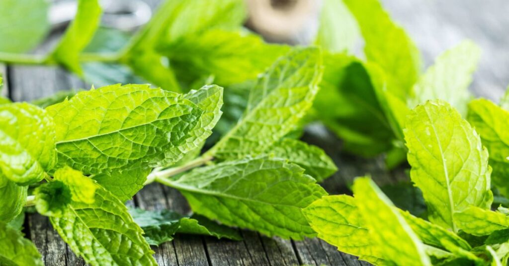 are peppermint plants bad for dogs