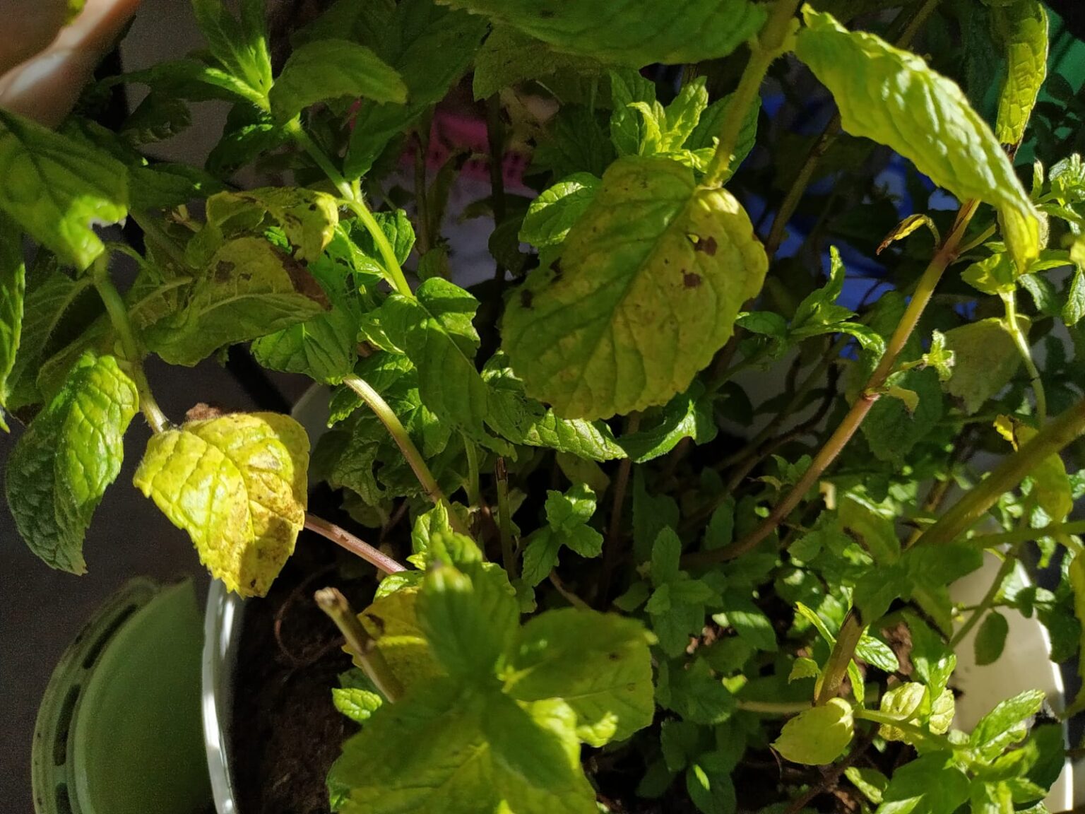 Mint Plant Turning Brown, Purple, Yellow or Black What To Do? Garden Go Time
