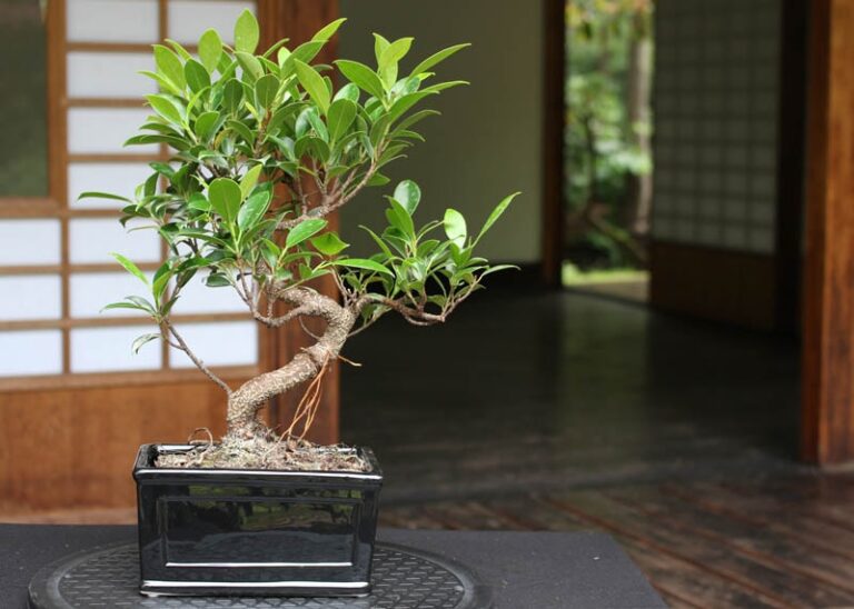 Ficus Retusa Bonsai Care Guide For Healthy Growth (Ficus Ginseng)
