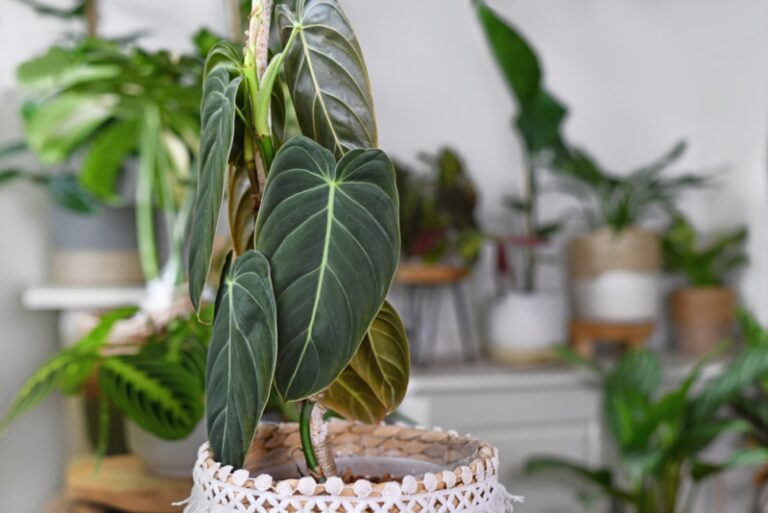 Caring For Philodendron Melanochrysum (Black Gold Philodendron)