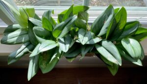 Scindapsus Treubii Moonlight Care