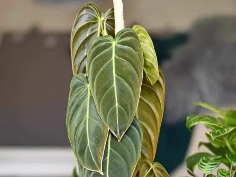 Why Are My Philodendron Leaves Getting Smaller? Causes and Care
