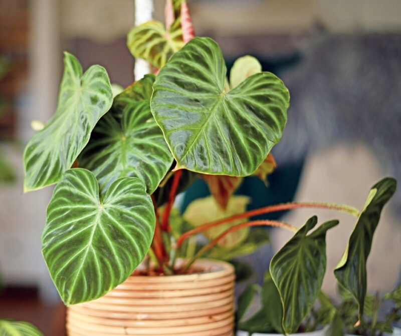 Philodendron Verrucosum care