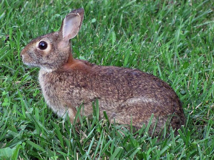 Can Rabbits Eat Pine Trees