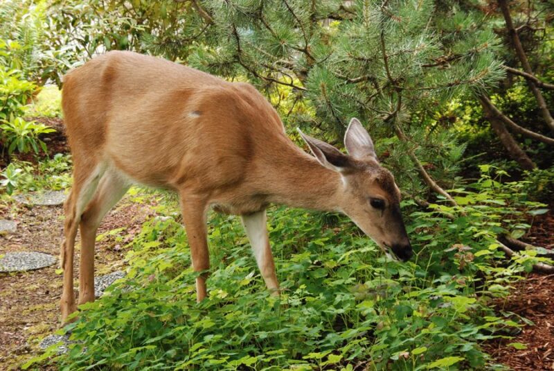 Do Deer Eat Pansies