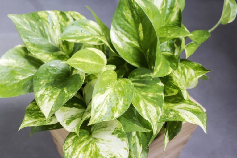 Overwatered Or Underwatered Pothos: How Do You Know?