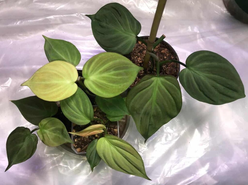 Philodendron Camposportoanum Care