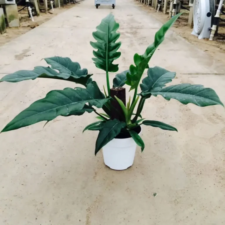 Philodendron Jungle Boogie Care and Growth Tips