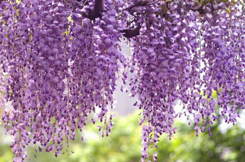 Wisteria Floribunda