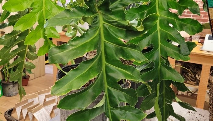 philodendron bob cee care