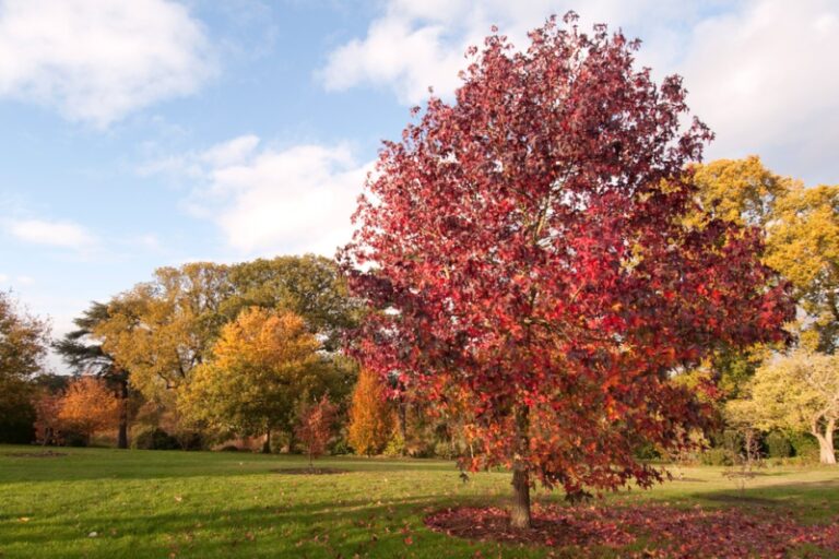 Breathtaking Trees With Red Leaves For A Stunning Garden