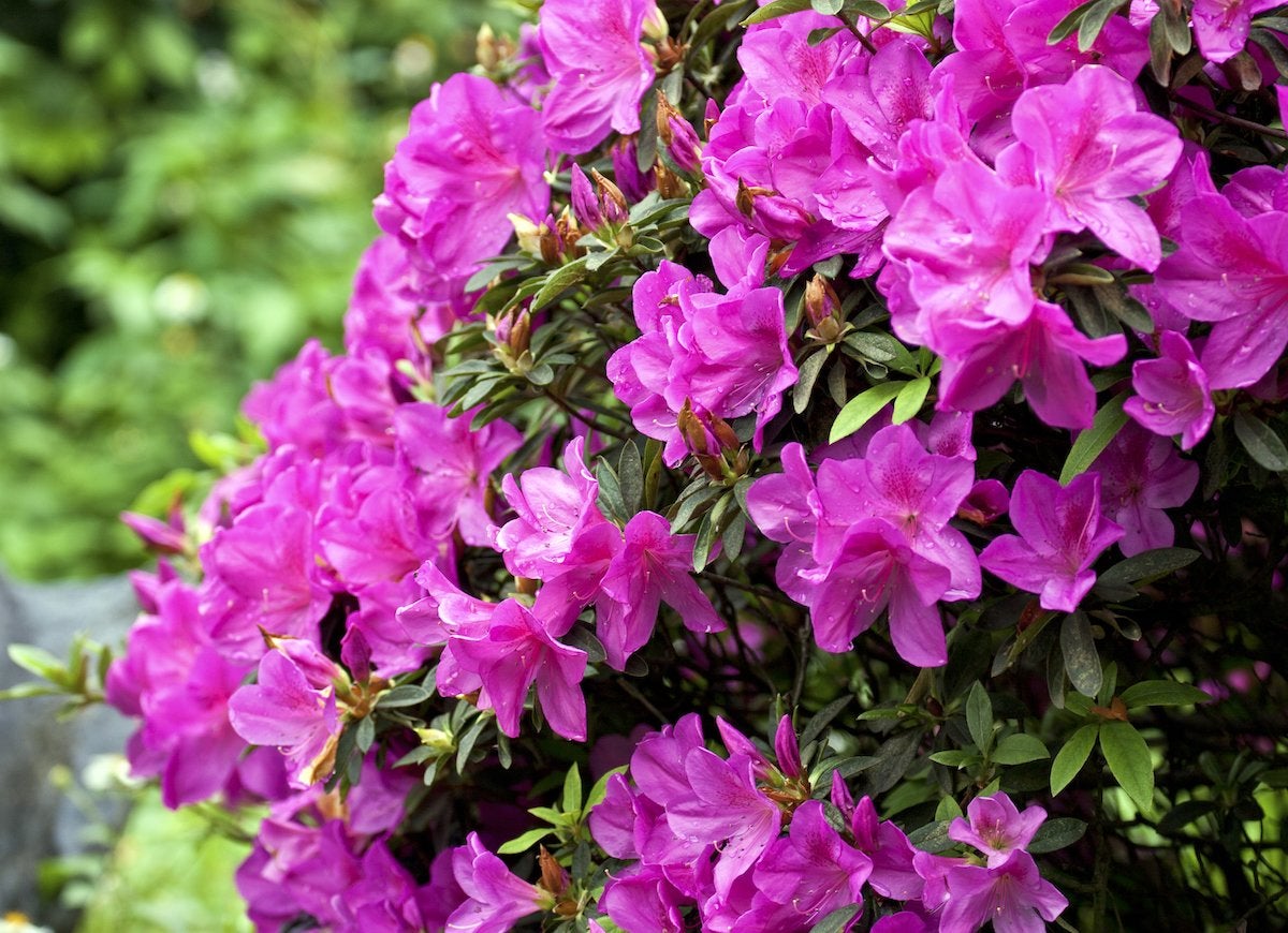 Poisonous Plants In North Carolina 8 To Watch Out For! Garden Go Time