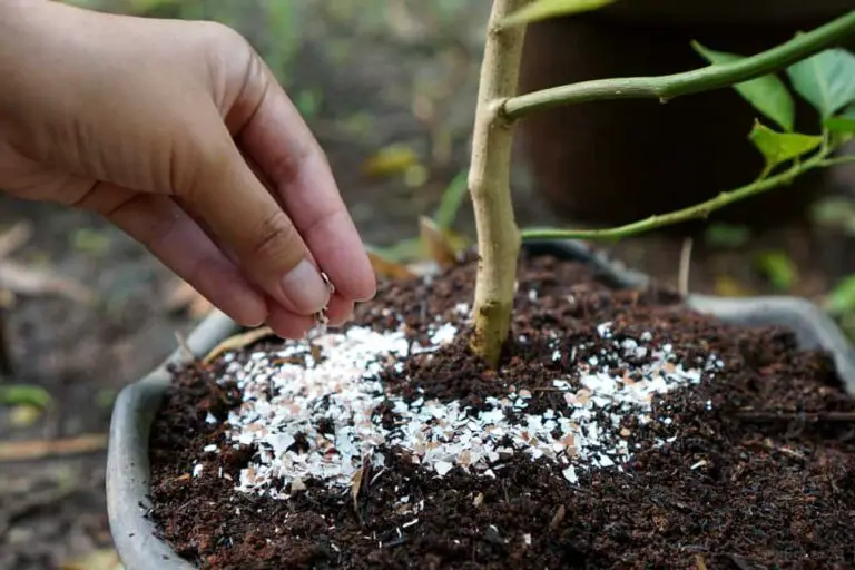 8 Ways to Use Eggshells in Your Potted Plants?