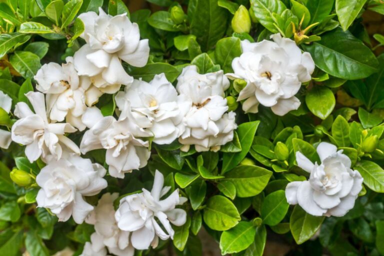 Do Gardenias Attract Butterflies: The Answer Might Surprise You