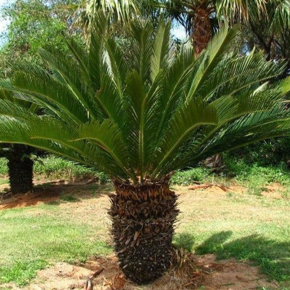 How to Fix Sago Palm Problems: Troubleshooting Guide - Garden Go Time