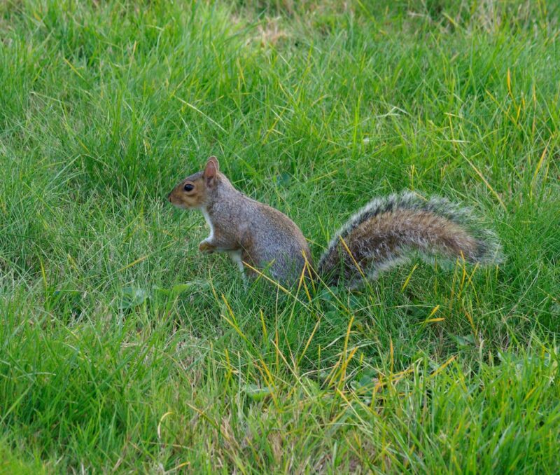 Do Squirrels Eat Grass? The Answer May Surprise You Garden Go Time