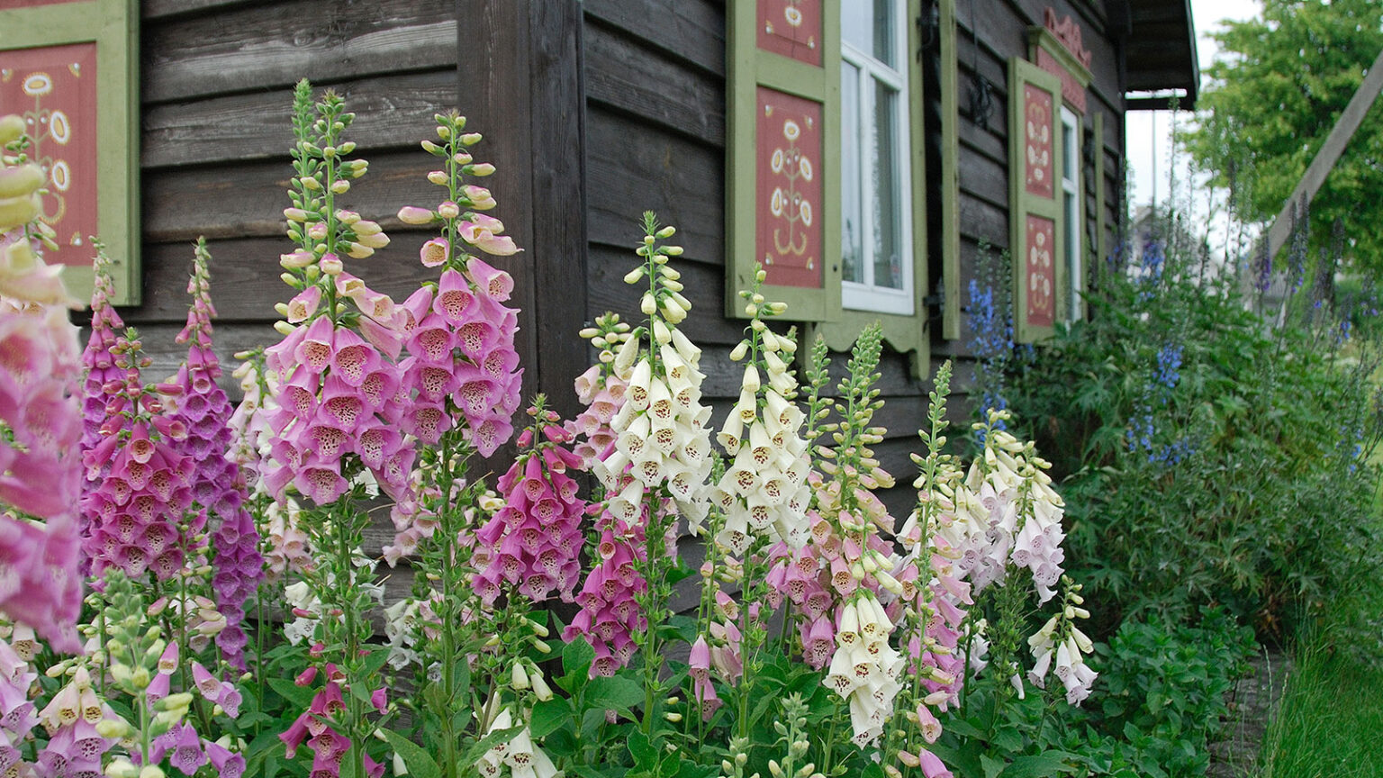 Foxglove LookAlikes Plants That Resemble Foxglove Garden Go Time