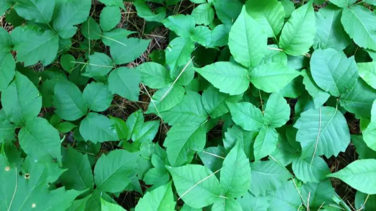 Poisonous Plants In Pennsylvania: Don’t Be Caught Off Guard!