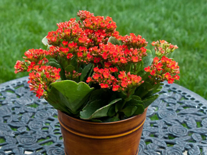 How to care for Kalanchoe Plant