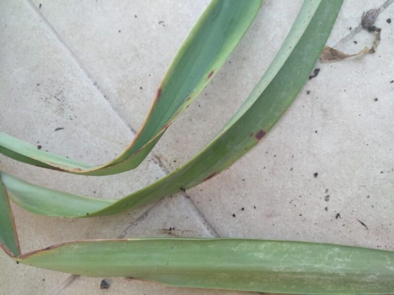 Amaryllis Leaves Turning Yellow