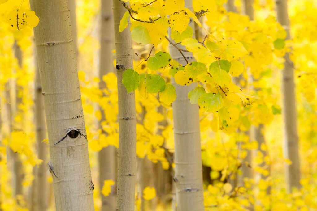 Aspen Tree Leaves Turning Yellow