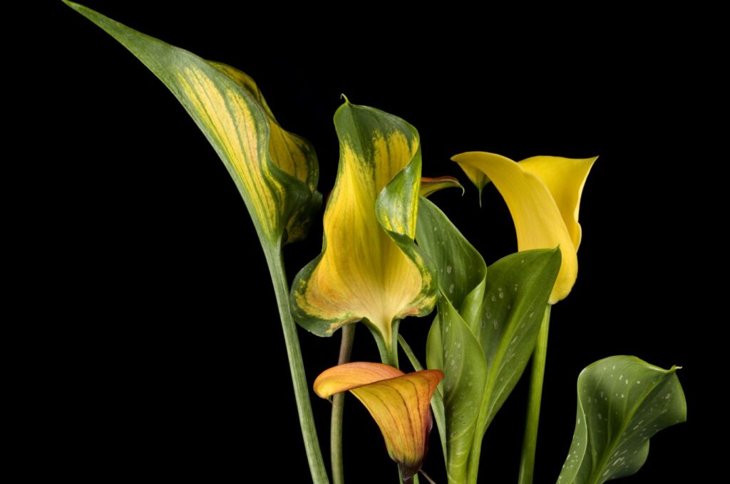 Calla Lily Turning Yellow