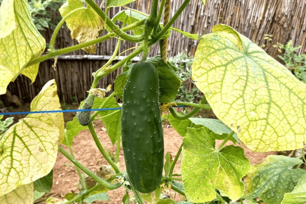 Cucumber Yellowing Leaves