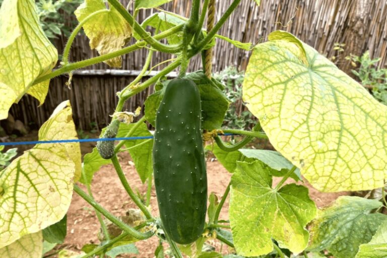 Cucumber Yellowing Leaves: Causes and Solutions
