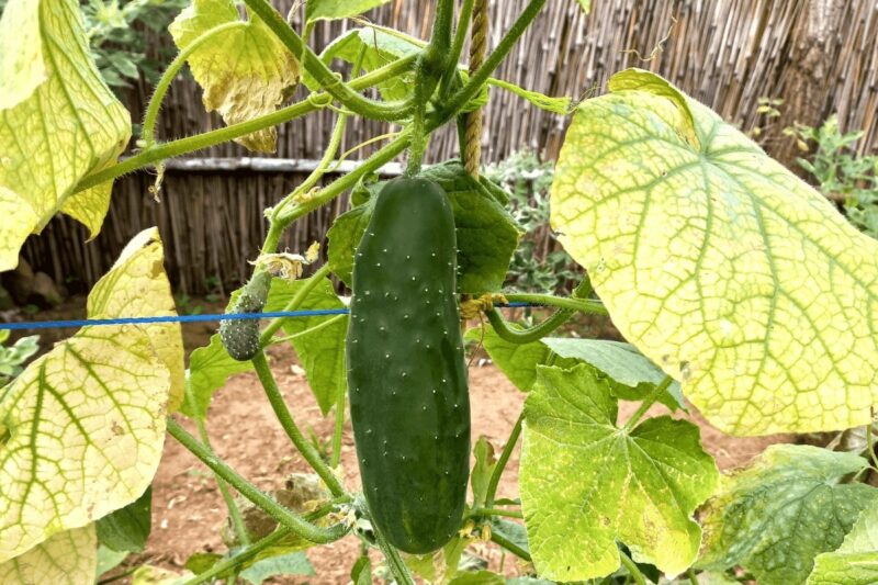 Cucumber Yellowing Leaves Causes and Solutions Garden Go Time